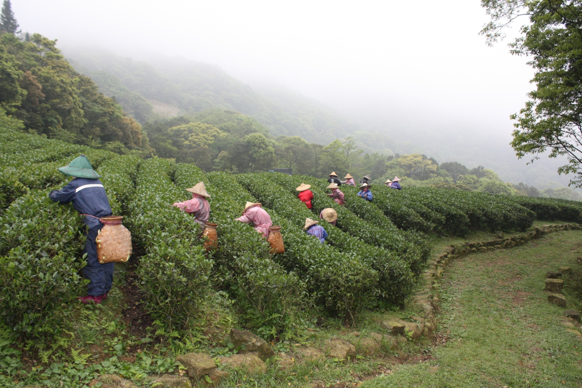 Cultura del té en Taiwán