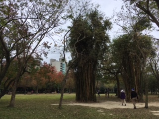 El parque forestal Da'an