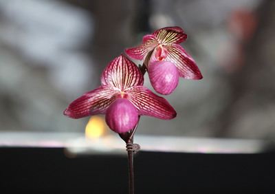 Feria Internacional de Orquídeas Taiwán 2017