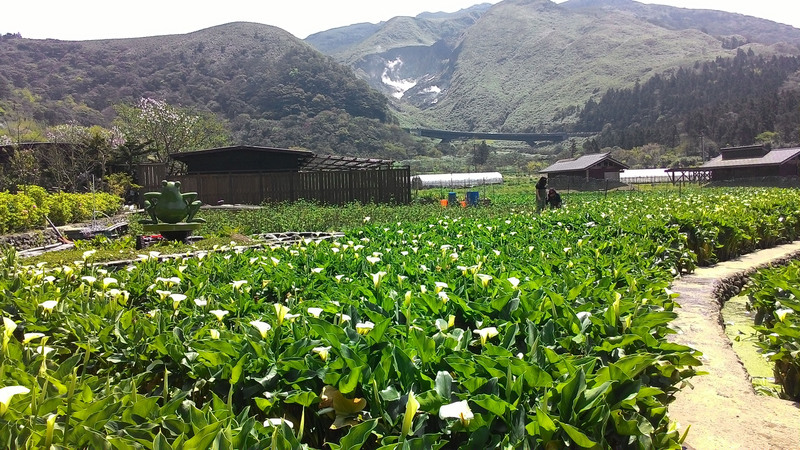 Flores de primavera
