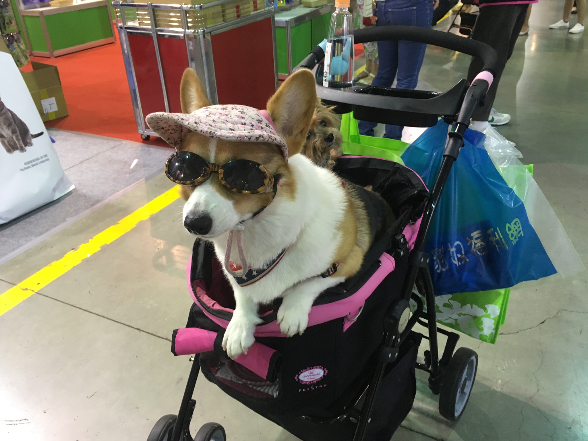 Feria de Mascotas Taipéi 2017