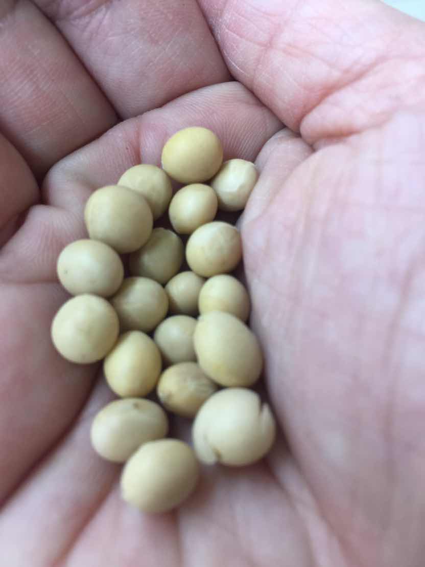 La soja en la alimentación taiwanesa
