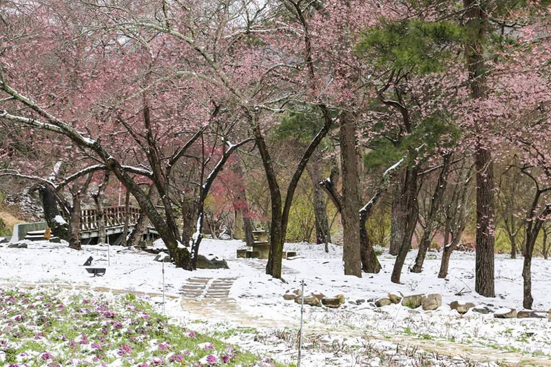 Tulipanes y cerezos en Taiwán