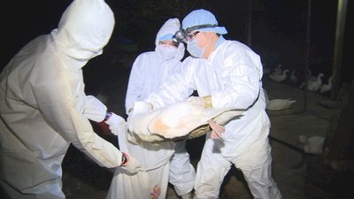 La gripe aviar se extiende hacia el norte de Taiwán