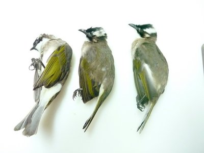 El brote de gripe aviar, vinculado a las aves migratorias