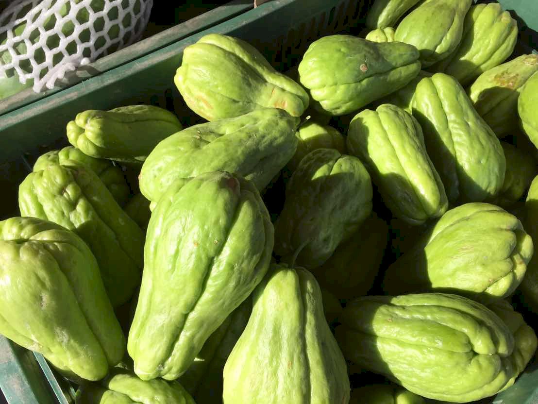El chayote