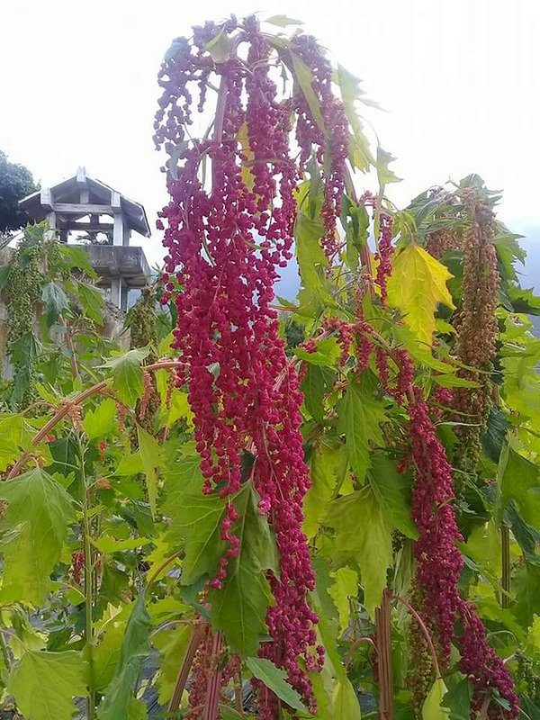 La quinoa (quinua) Formosa