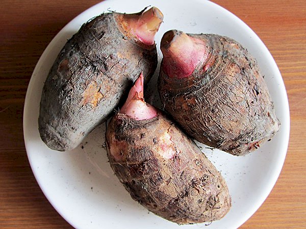 El taro o ñame