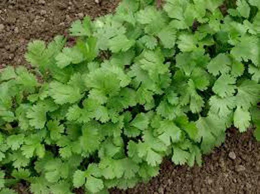 El cilantro