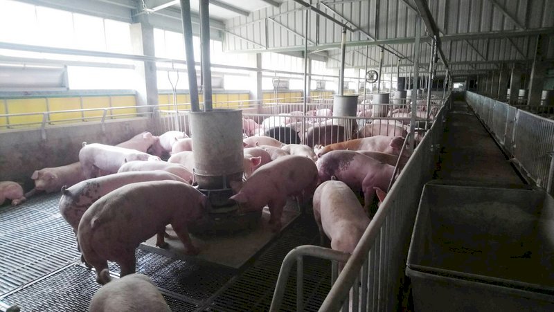 Agricultura reitera que los controles sobre la entrada de carne de cerdo son muy estrictos
