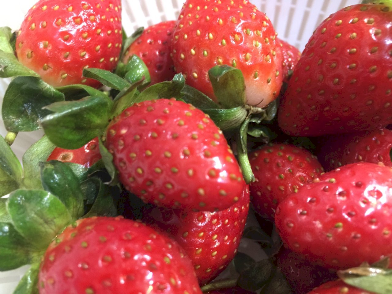 Las fresas de Taiwán, un placer fuera de lo convencional