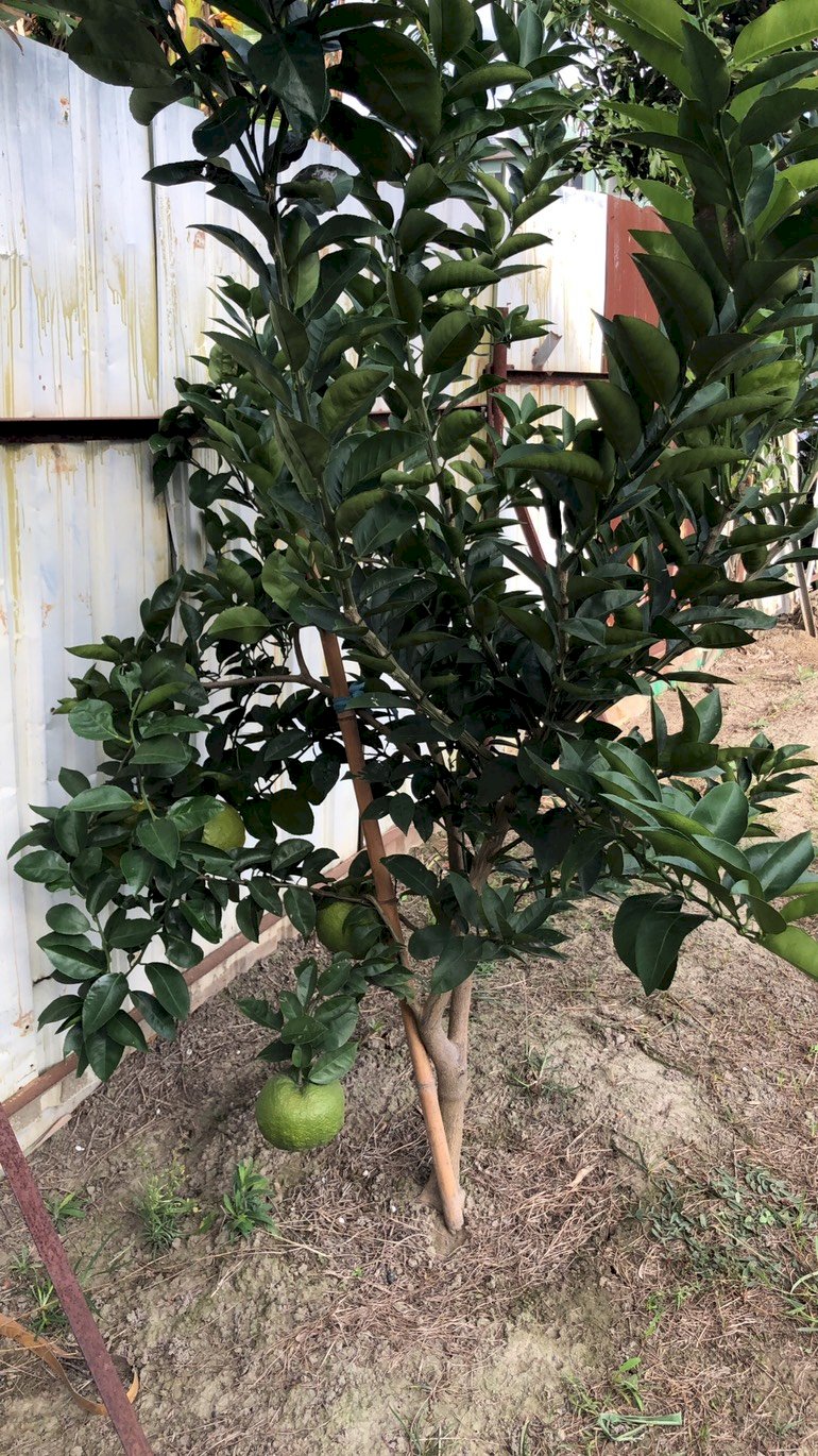 El té de mandarina agria Hakka