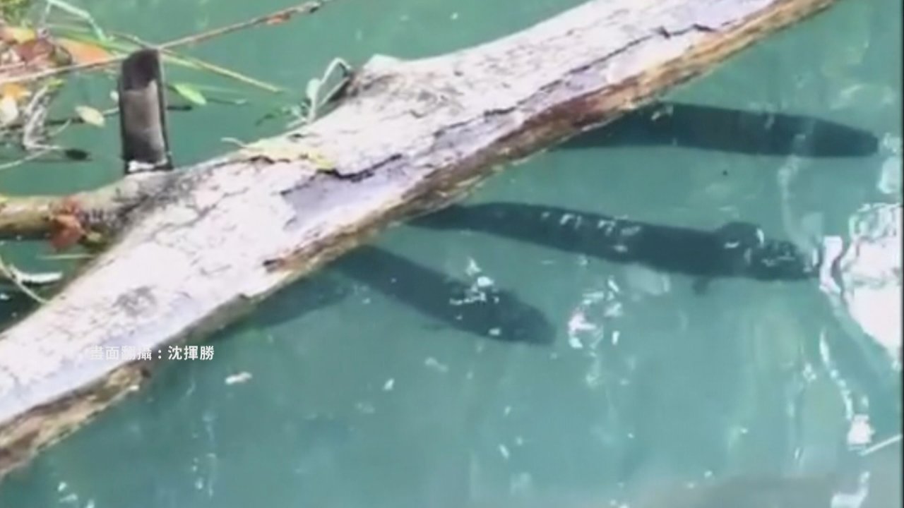 Alerta por aparición masiva del pez cabeza de serpiente gigante