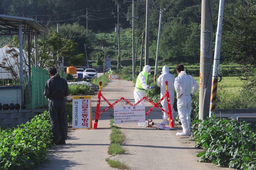Corea del sur entra en la lista de países con brote de fiebre porcina africana
