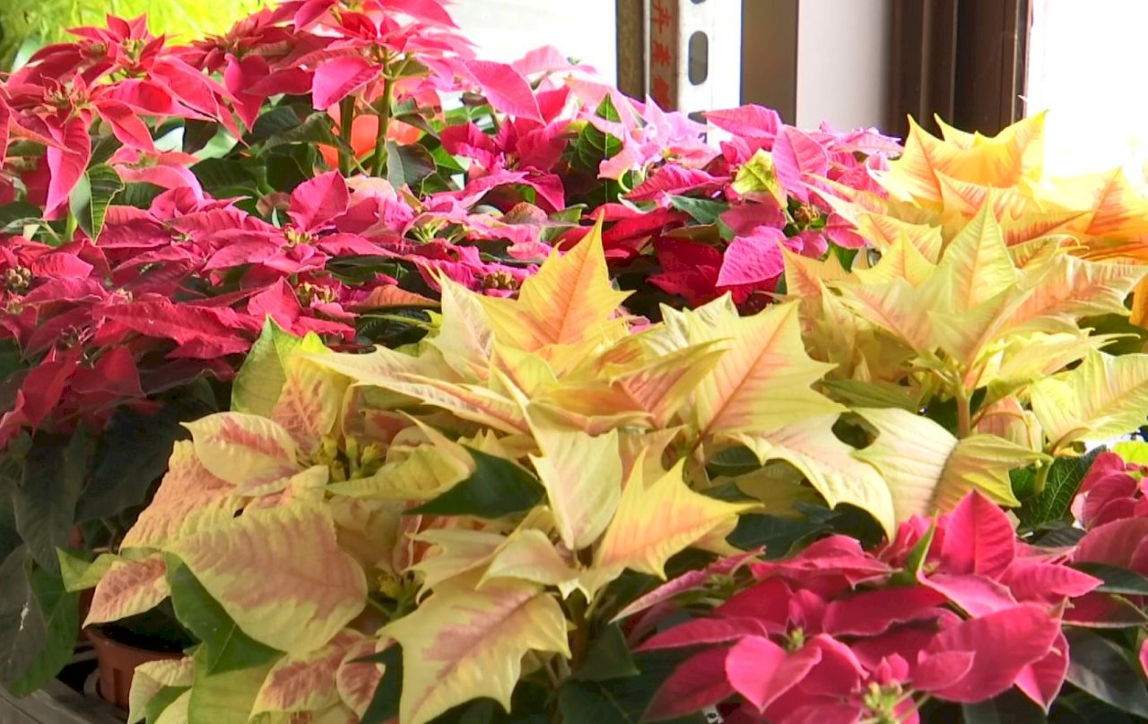 Nuevas variedades de flores de Navidad en Taiwán