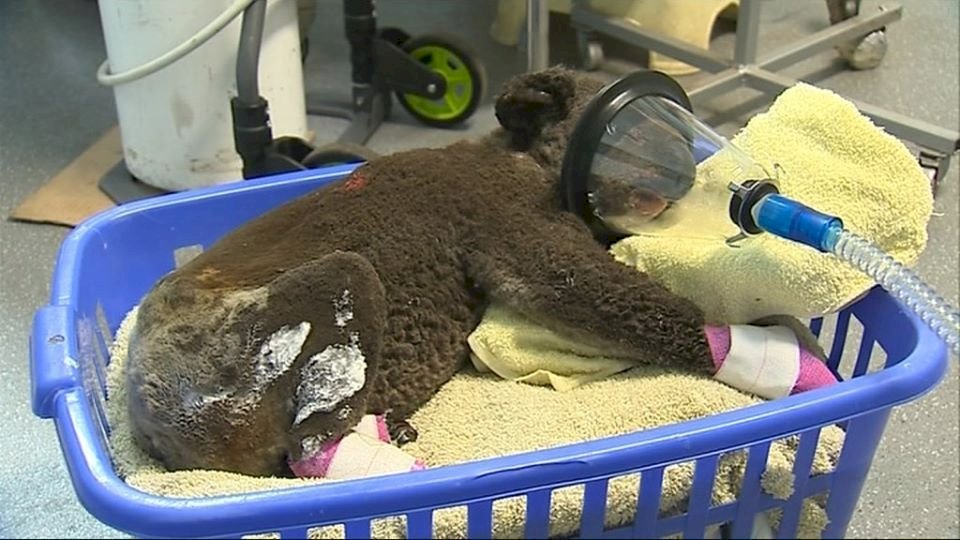 El zoo de Taipéi ofrece ayuda a Australia ante la tragedia que vive su población animal por los incendios descontrolados
