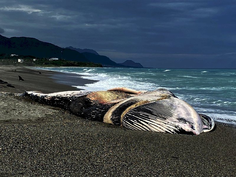 Aparece ballena fallecida en las costas de Taitung