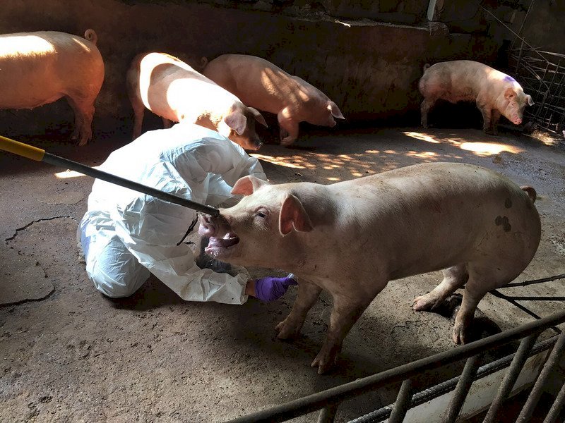 Taiwán sigue atenta a la gripe porcina africana