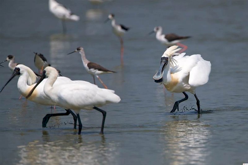 Taiwán aloja a más de la mitad de aves espátulas negras del mundo