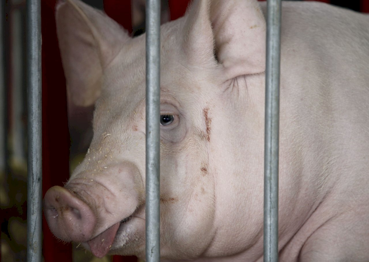 La carne de cerdo de EE. UU. sigue siendo el gran escollo para la firma de un tratado de libre comercio con Taiwán, si el coronavirus da un respiro. (Foto: AP)