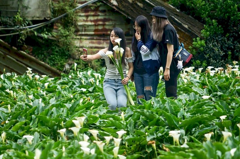 Las granjas de relajo en Taiwán