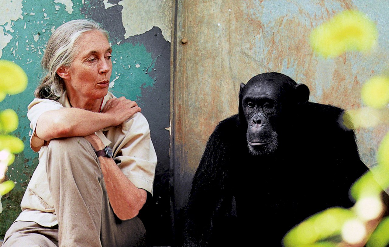 La primatóloga Jane Goodall recibe el premio Tang de Desarrollo Sostenible