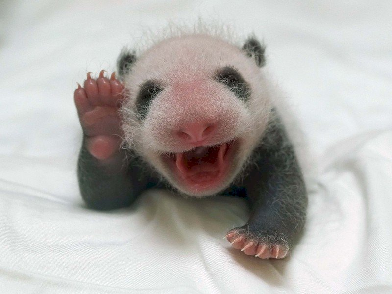 Convocatoria para bautizar a la pequeña panda