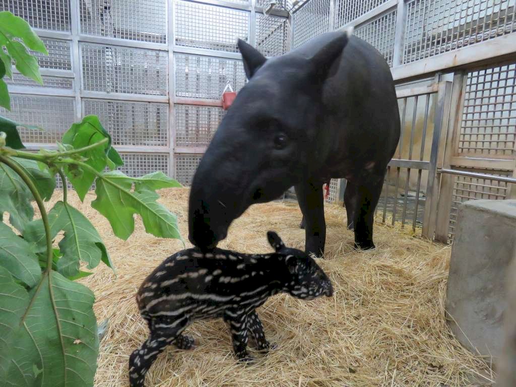 Nace la primera cría del tapir malayo en el Zoológico de Taipéi