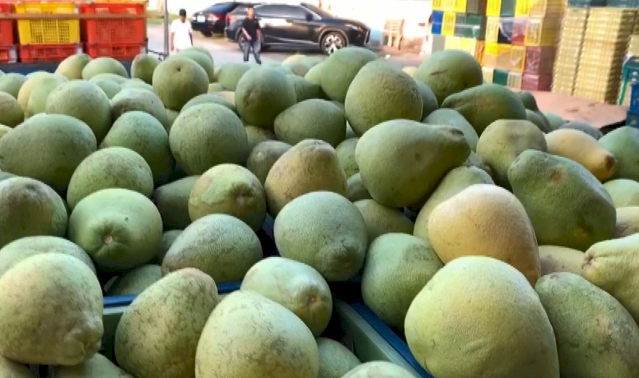 Producción y venta masiva de pomelos Madou