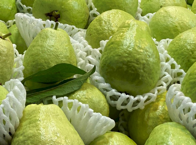 La guava taiwanesa