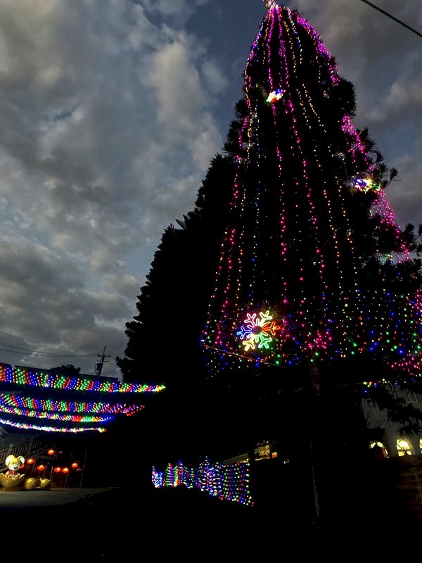 Una araucaria de 25 metros convertido en árbol de Navidad