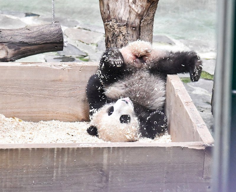 A partir de hoy Yuan Bao del Zoo de Taipéi recibe visitantes
