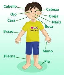 Partes del cuerpo
