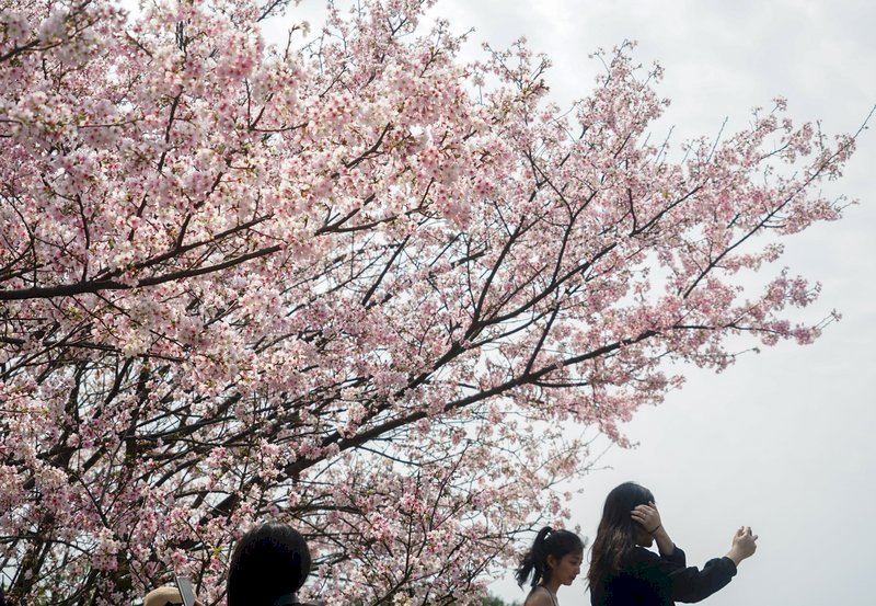 Otra cencelación: el  Festival de Flores de Cerezo