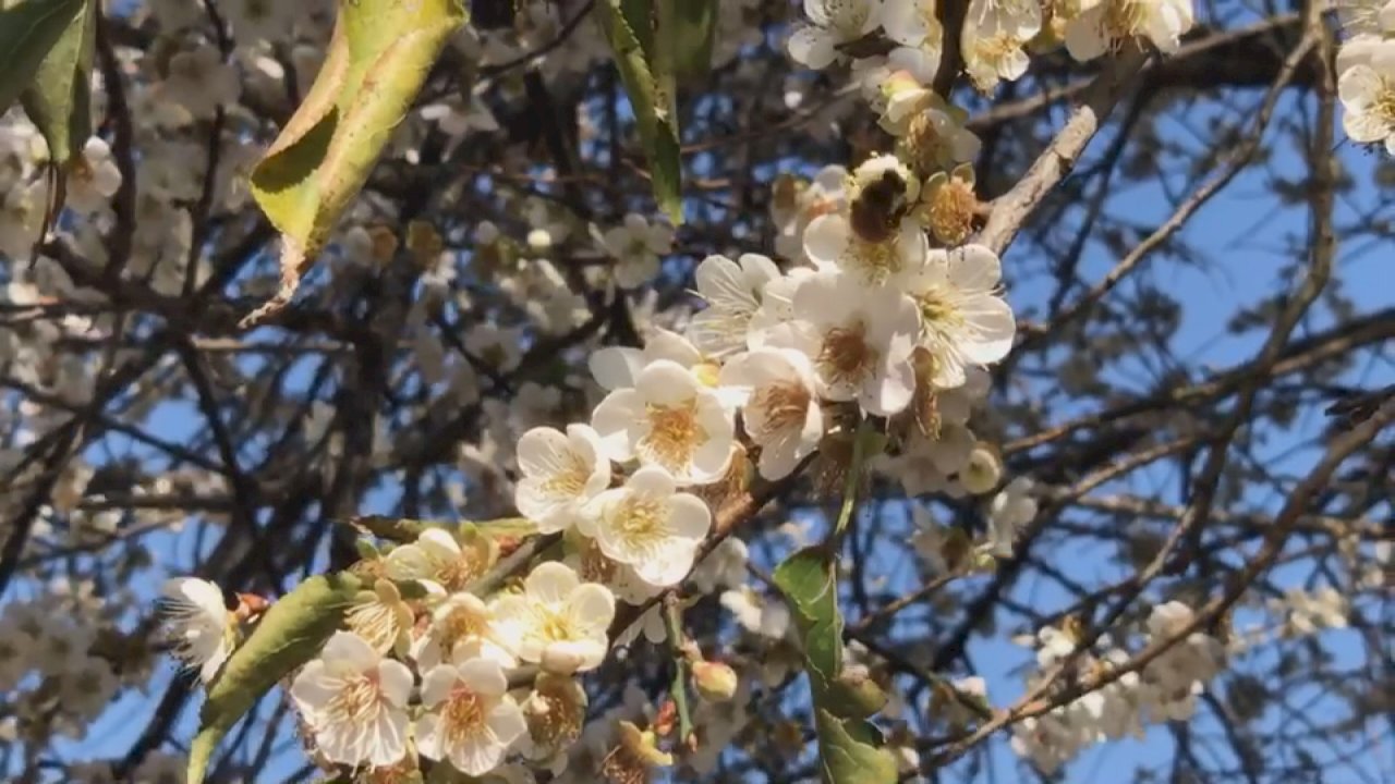 Contemplar el mar de flores del ume en Nantou