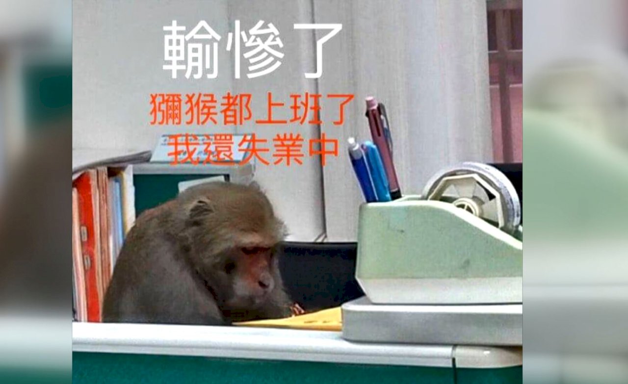 Los nuevos becarios: foto de un macaco trabajando se hace viral