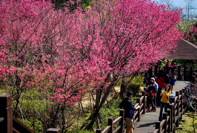 Los taiwaneses aprovechan el único día de buen tiempo del Año Nuevo Chino