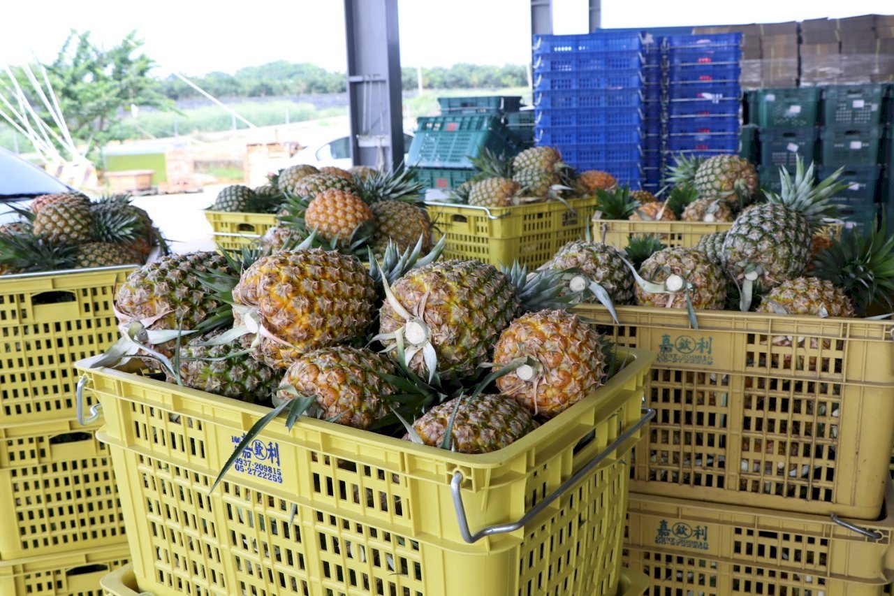 Aduana China suspende las importaciones de piña de Taiwán