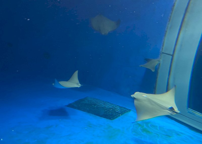 El acuario Xpark de Taoyuan dañino para los animales