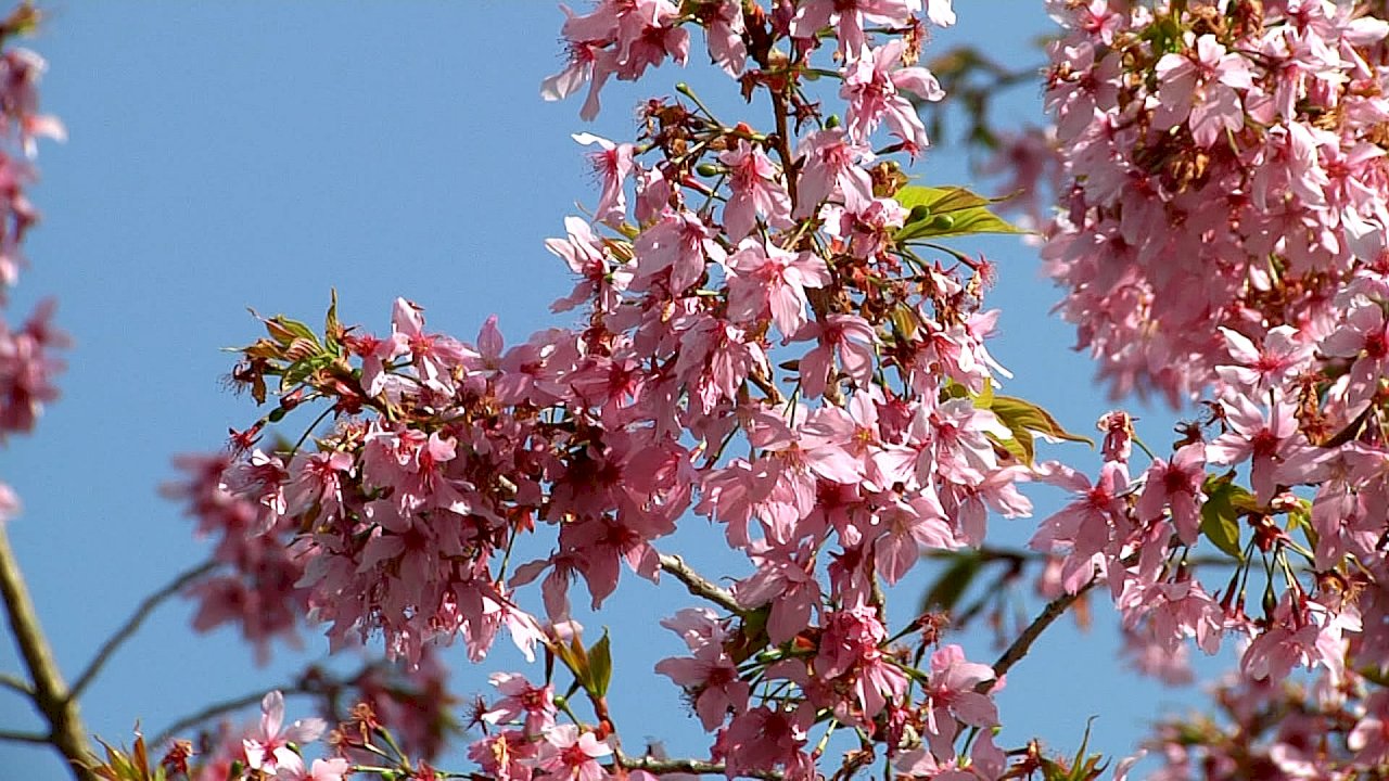 Arranca la temporada de las flores del cerezo en el monte Alishan