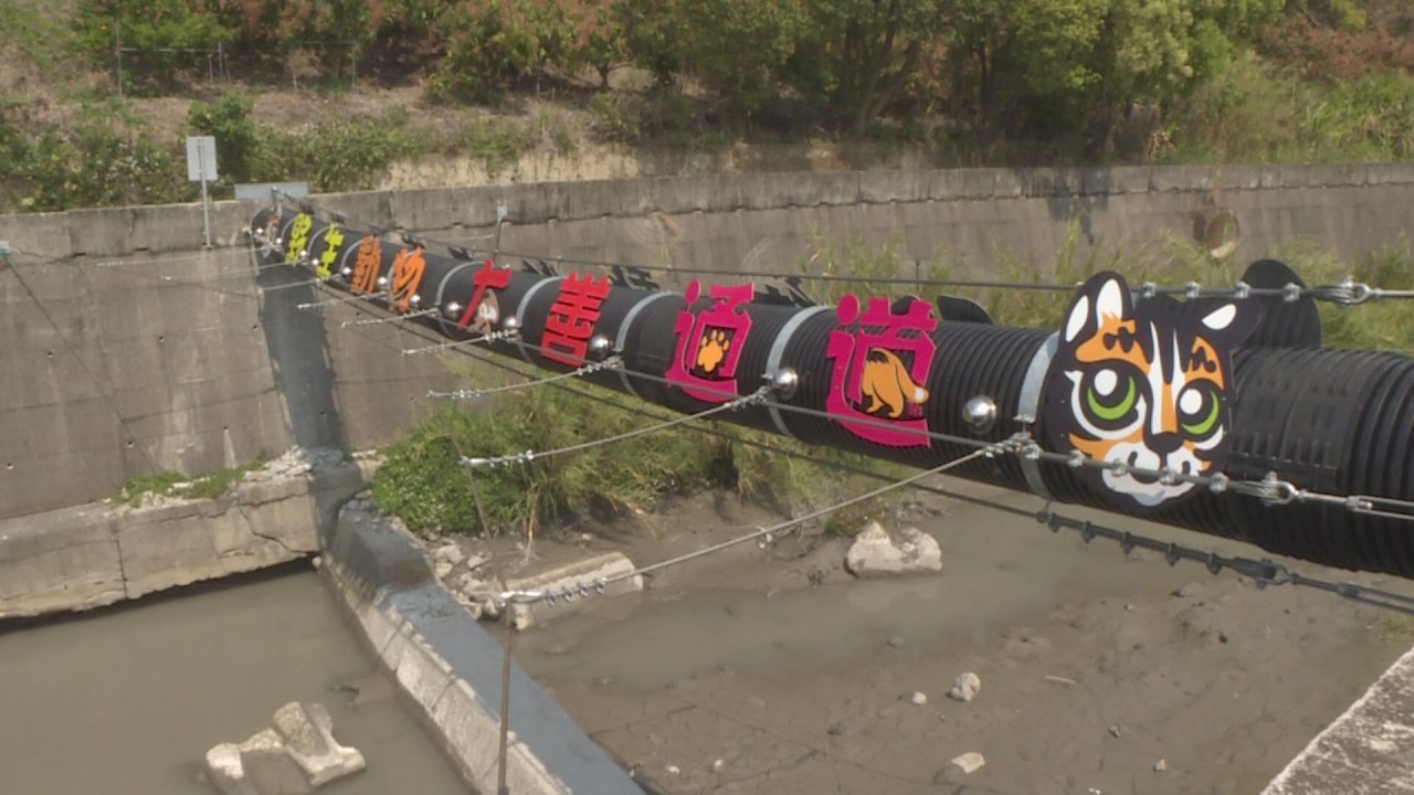 Miaoli construye un túnel para que los gatos de Bengala puedan cruzar el río
