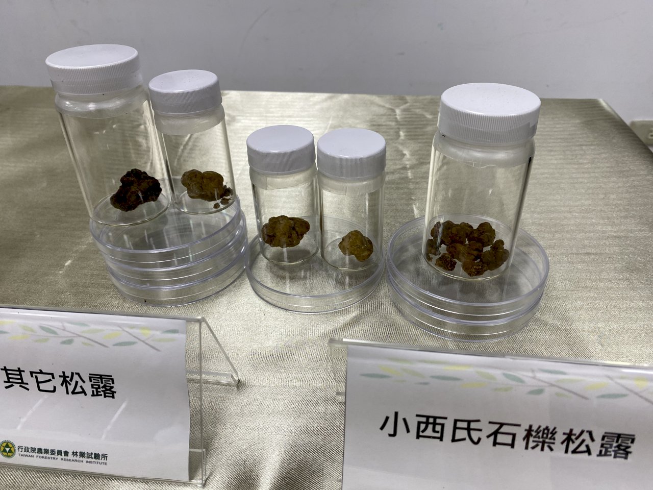 El Instituto de Investigación Forestal presenta la segunda trufa endémica de Taiwán