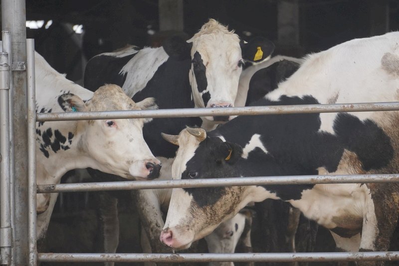 Tainán en alerta por caso de dermatosis nodular contagiosa bovina