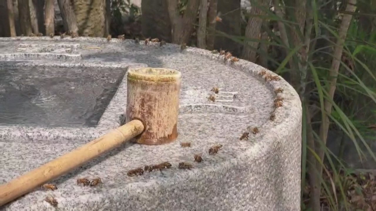 Cientos de abejas beben el agua del manantial de Baguashan en Changhua