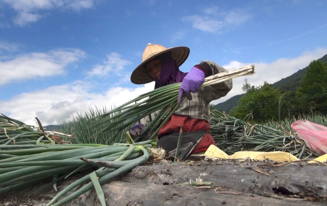 Agricultores de Hualien salvan la cosecha de cebolletas de Yilan