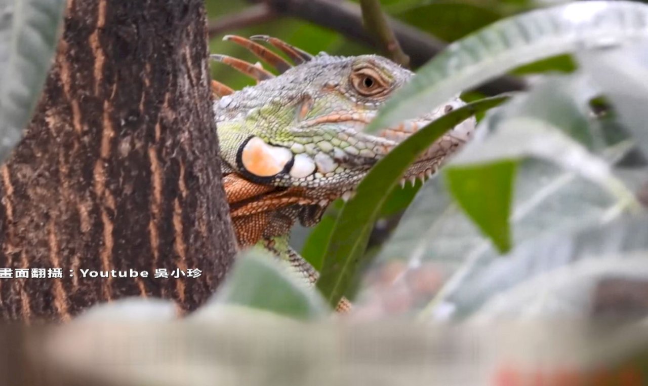 Las iguanas verdes, un gran problema para Taiwán