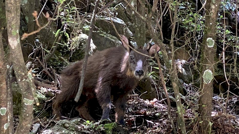 Sorpresivo avistamiento de especies protegidas en sendero de montaña y granja turística