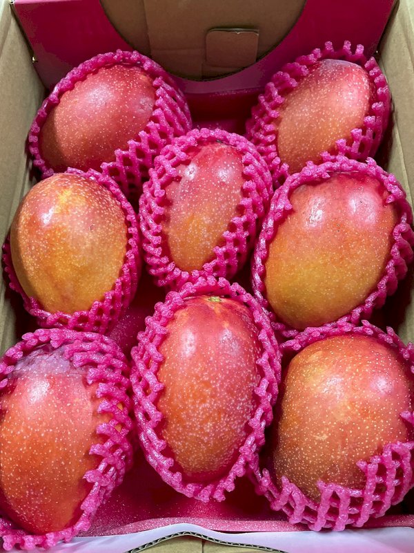 Las ventas del mango Irwin de Pingtung afectadas por la variante Delta del COVID-19