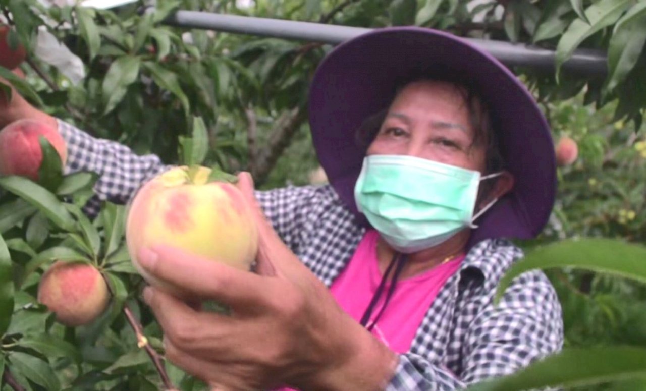 Los agricultores de melocotones se lanzan a vender por Internet