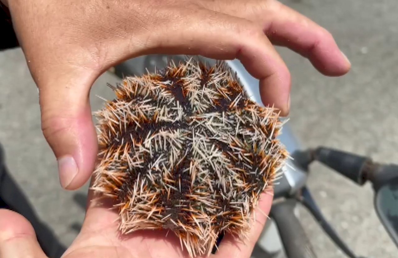 Drástica reducción de capturas de erizo de mar en Penghu